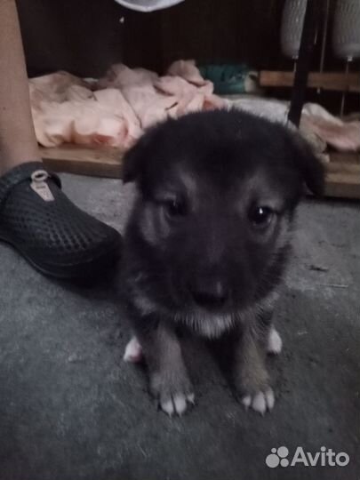 Отдаю щенков бесплатно в добрые руки