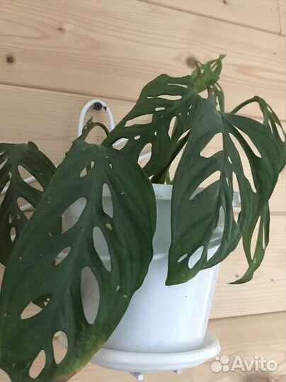 Продам цветы для Дома и Сада