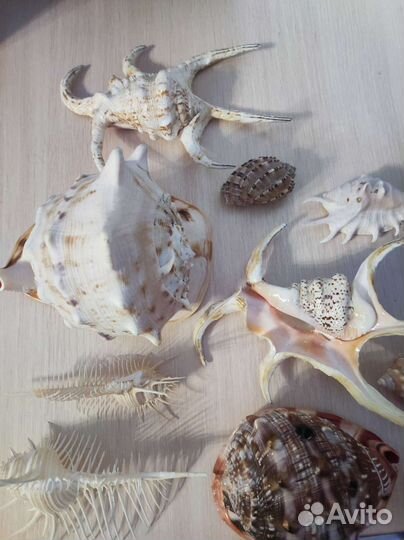 Коллекция ракушек За всё