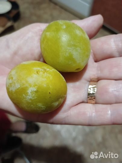 Слива желтая медовая