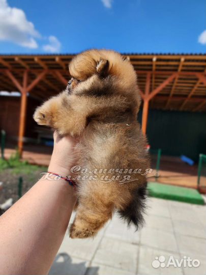 Шпиц померанский девочка РКФ