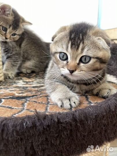 Шотландские вислоухие котенок мальчик
