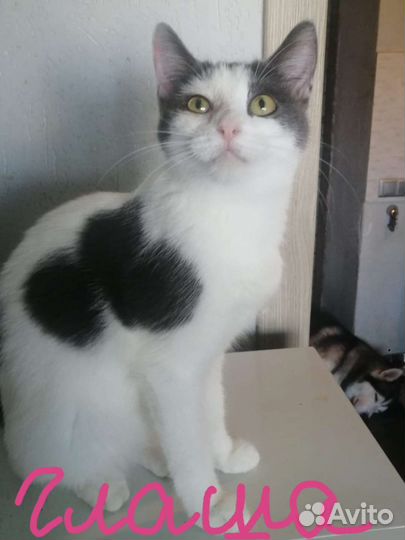 Кошки в добрые руки