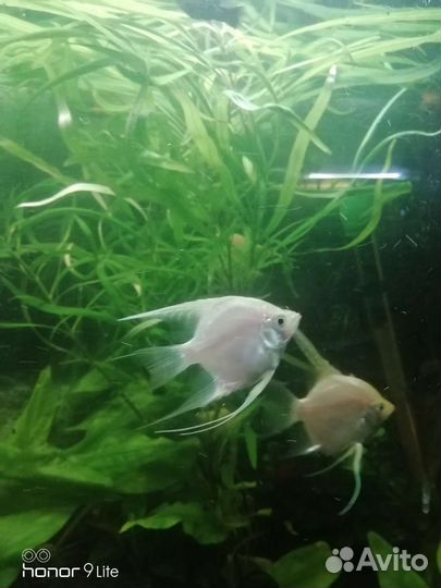 Пельвикахромис Пульхер, моллинезии, гуппи