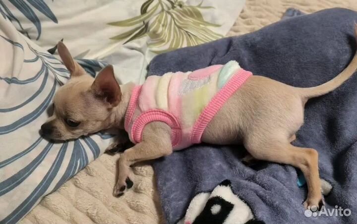 Жилет для щенков