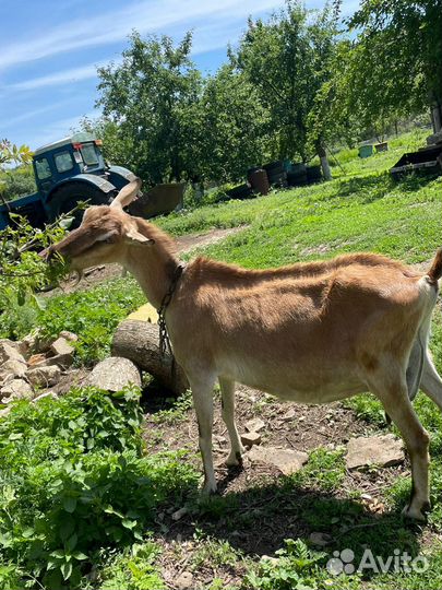 Коза дойная молочная