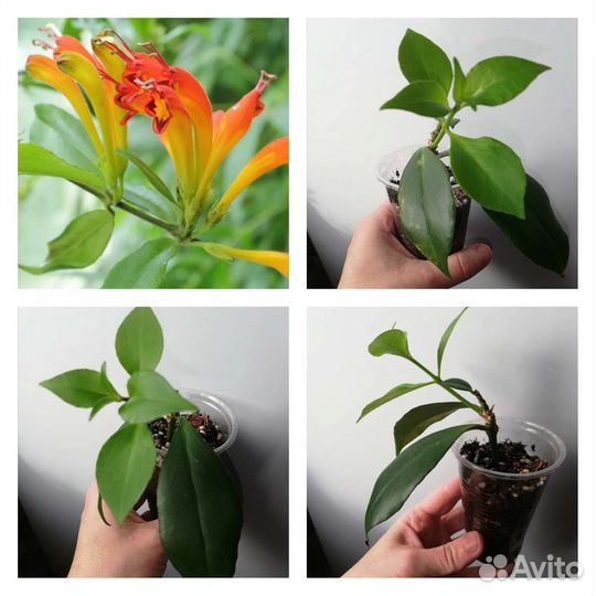 Комнатные цветы разные