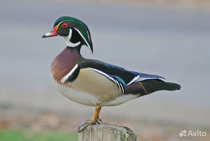 Каролинская утка