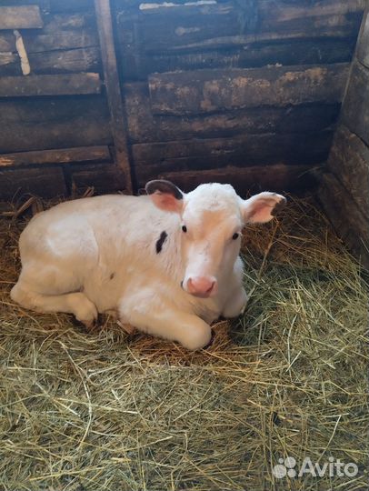 Продам двух жеребят и тёлочку