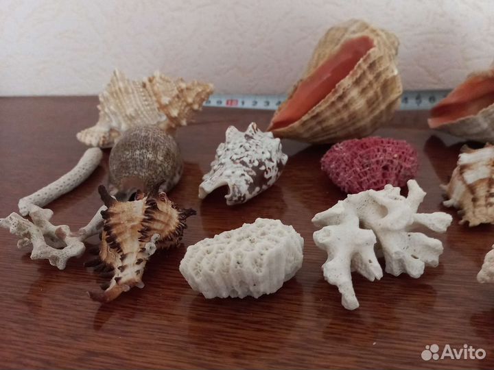 Ракушка, кораллы