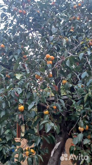 Продаётся хурма