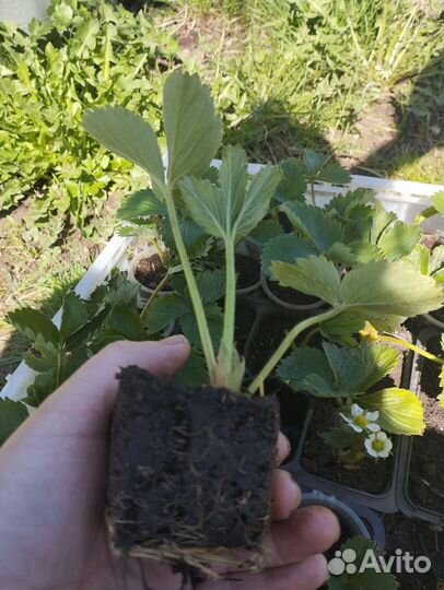 Рассада клубники многообразие сортов