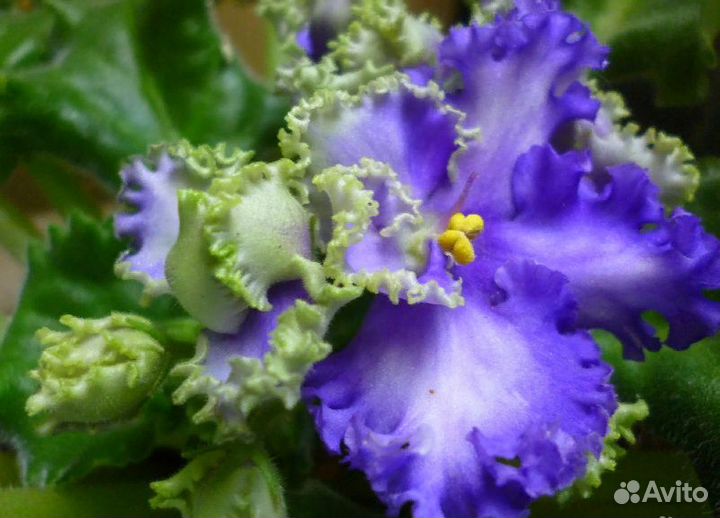 Фиалки сортовые