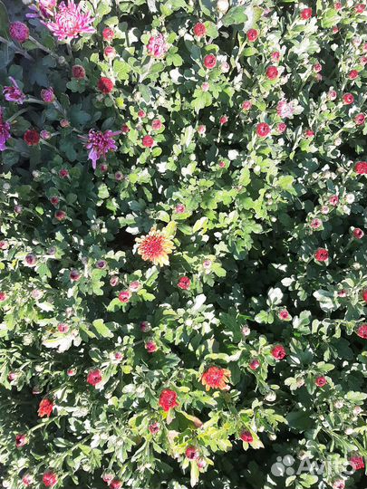 Хризантемы мультифлора