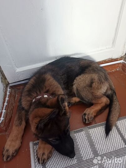 Немецкая овчарка