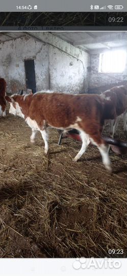Новый привоз Бычки 6 7 мес 4 гол
