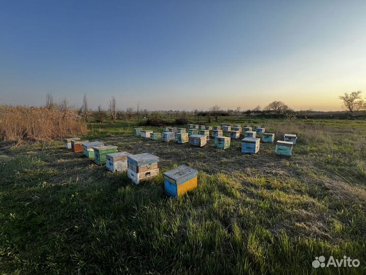 Ульи с пчелами
