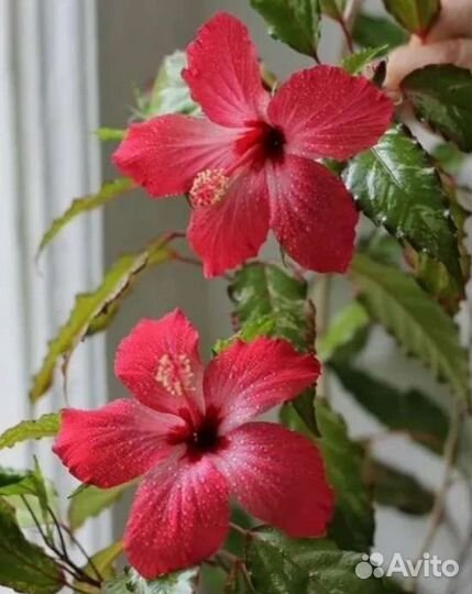 Гибискус китайская роза