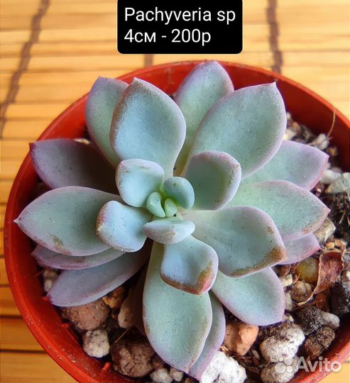 Суккуленты 1