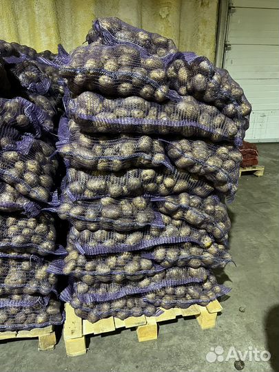 Картофель оптом от 2-х тонн