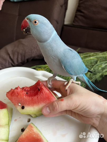 Ожереловый попугай