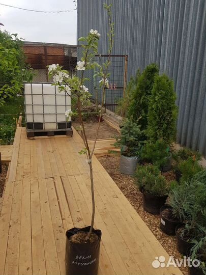 Саженцы яблони 