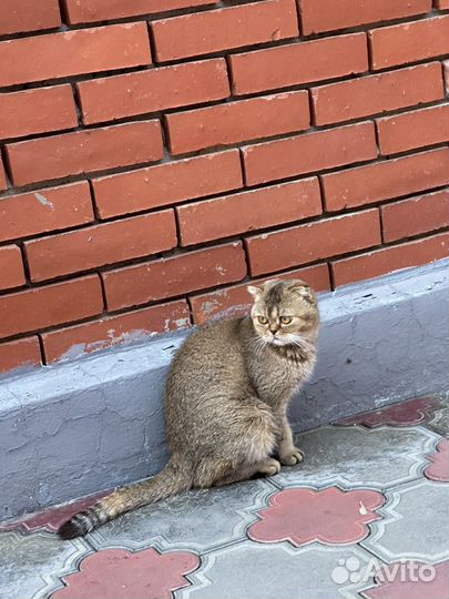 Нашлась кошка