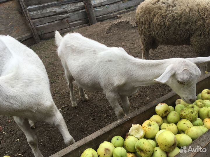 Козел зааненский