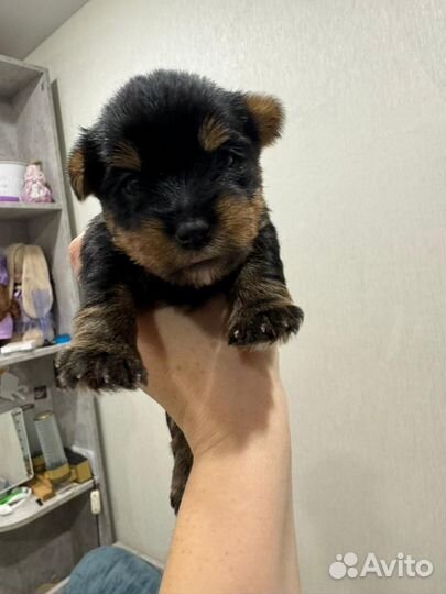 Йоркширский терьер