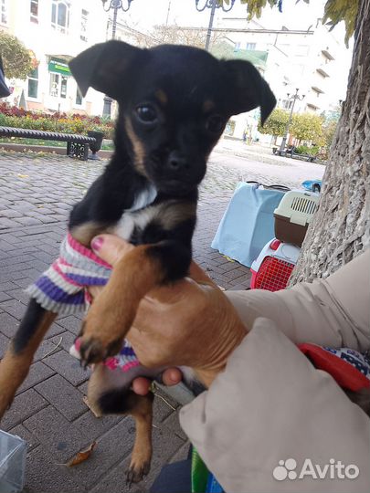 Той терьр девочка