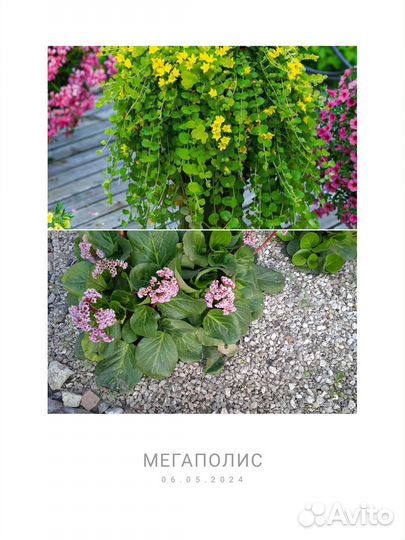 Многолетники для сада- бадан и вербейник