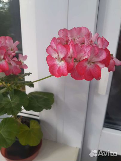 Пеларгония герань