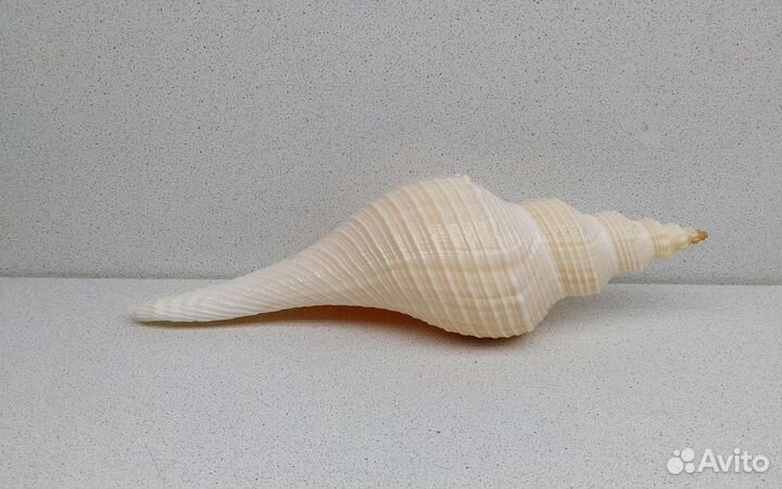 Хемифусус Туба 26,8 морская ракушка раковина