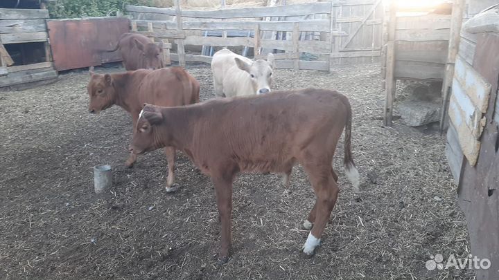 Бычки и телята от 2 месяцев