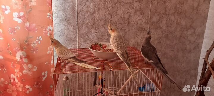 Попугай корелла Нимфа