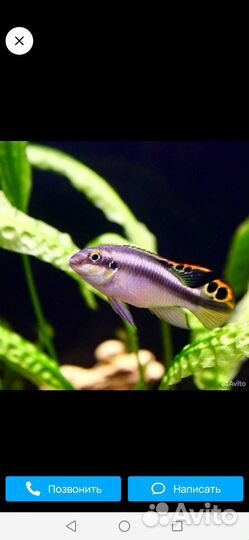 Аквариумные рыбки.Сомики Анциструсы Супер Ред