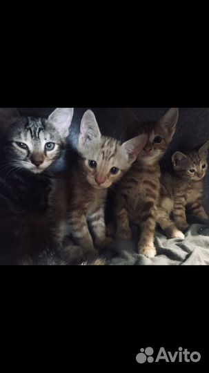 Котята в добрые руки