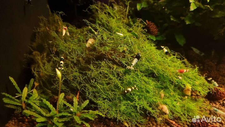 Аквариумные креветки