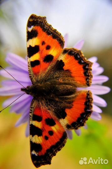 Ферма бабочек для детей д/ф-11