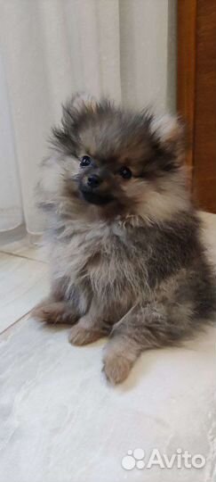 Померанский шпиц (Щенок)