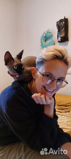 Передержка кошек