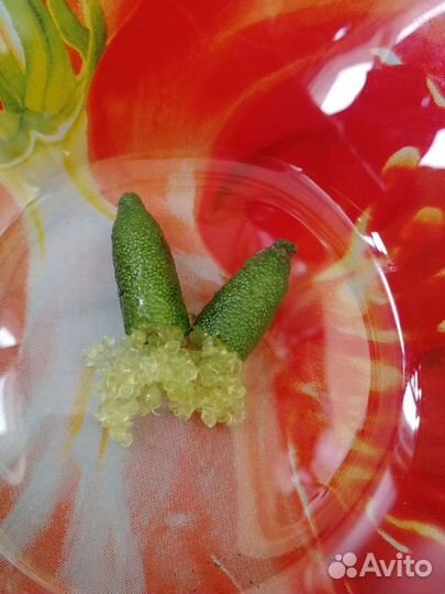 Комнатное растение. Микроцитрус австралазика