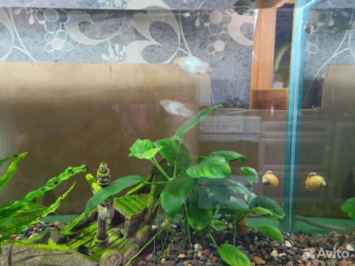 Пецилия голубая 2см