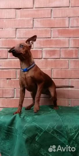 Щенки цвергпинчера