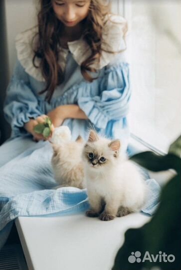 Невский маскарадный котёнок