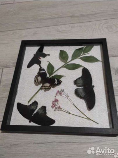 Картины с бабочками