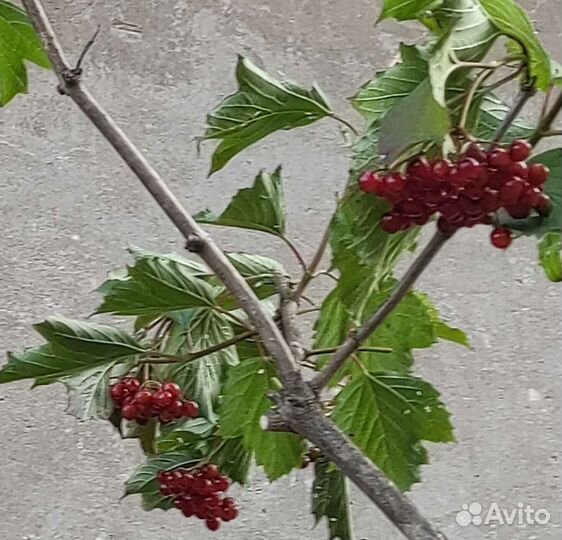 Калина взрослый куст 7 летка в 40 л контейнере