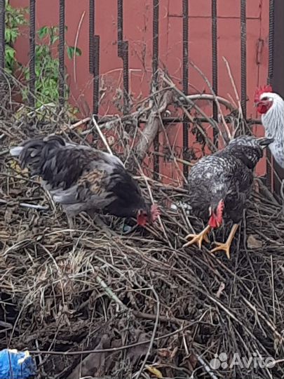 Молодые петухи