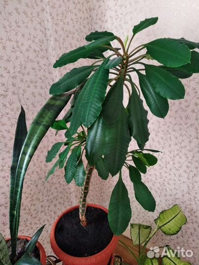 Комнатные цветы