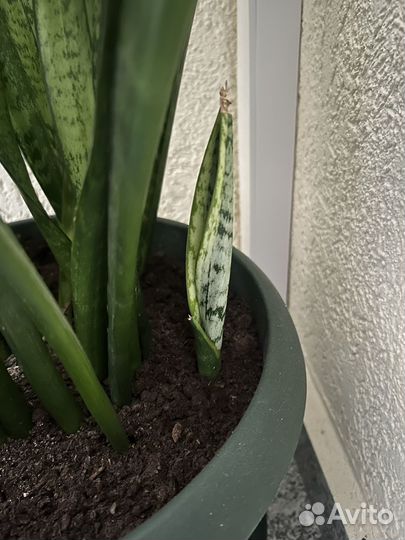 Сансевиерия